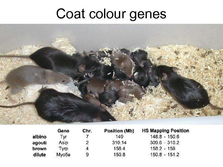 Coat colour genes 