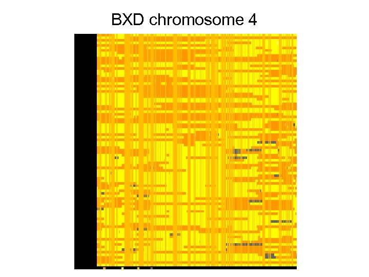 BXD chromosome 4 