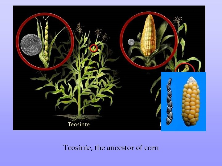 Teosinte, the ancestor of corn 