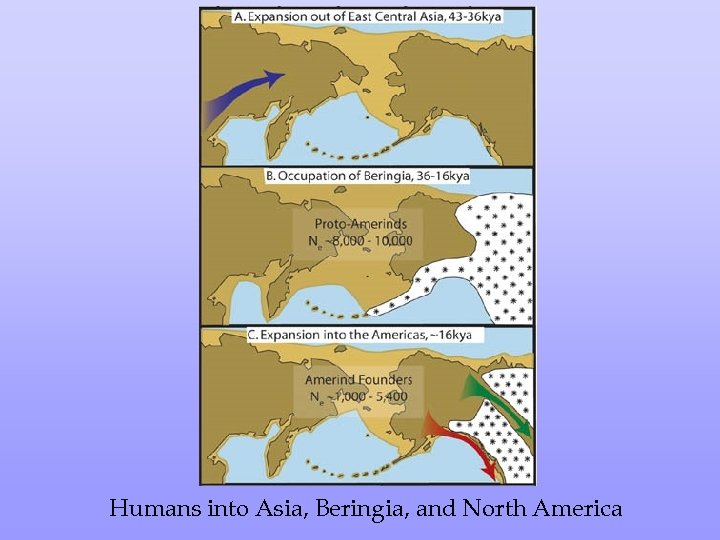 Humans into Asia, Beringia, and North America 