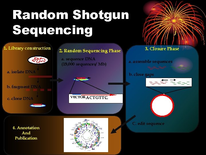 Random Shotgun Sequencing 1. Library construction 2. Random Sequencing Phase a. sequence DNA (15,