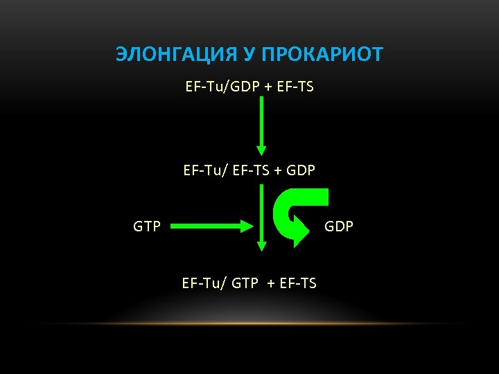 ЭЛОНГАЦИЯ У ПРОКАРИОТ EF-Tu/GDP + EF-TS EF-Tu/ EF-TS + GDP GTP GDP EF-Tu/ GTP