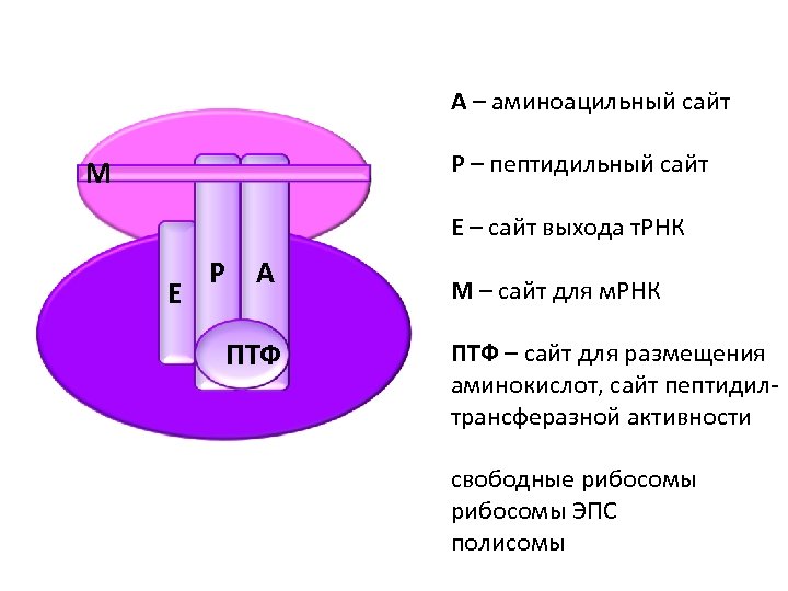 А – аминоацильный сайт Р – пептидильный сайт М Е – сайт выхода т.