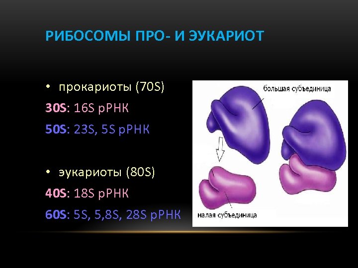 Рибосомы прокариот и эукариот таблица