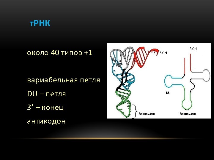 ТРНК около 40 типов +1 3’ вариабельная петля DU – петля 3’ – конец