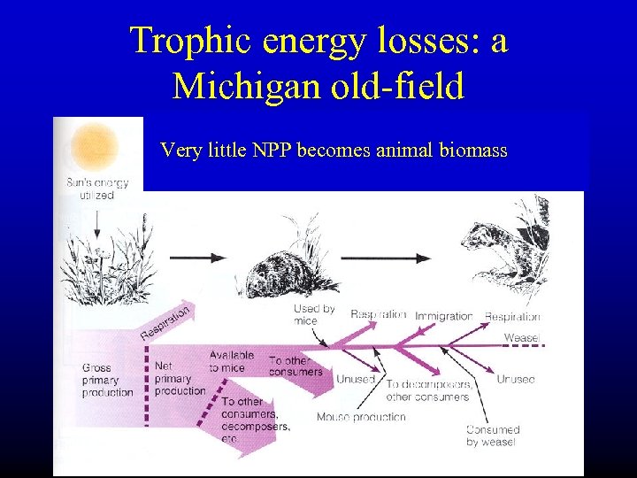 Trophic energy losses: a Michigan old-field Very little NPP becomes animal biomass 