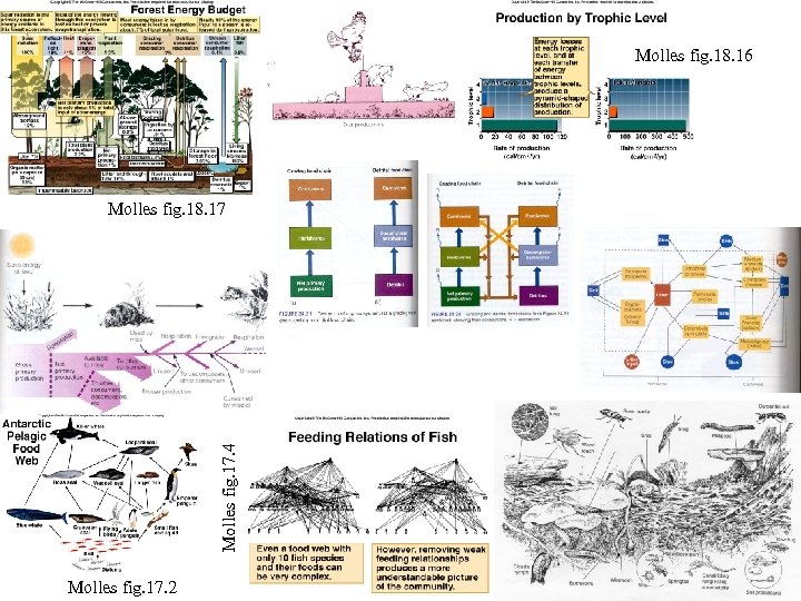 Molles fig. 18. 16 Molles fig. 17. 4 Molles fig. 18. 17 Molles fig.