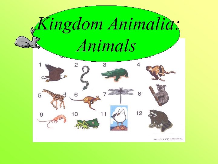 Kingdom Animalia: Animals 