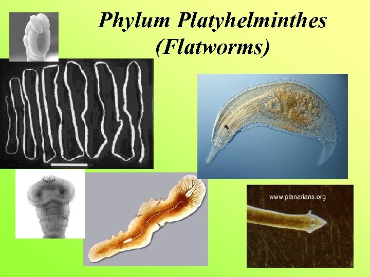 Phylum Platyhelminthes (Flatworms) 
