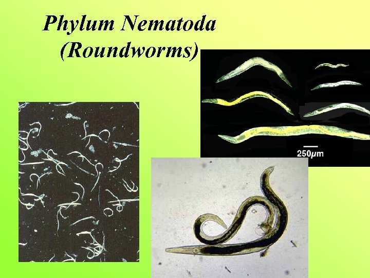 Phylum Nematoda (Roundworms) 