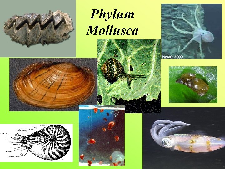Phylum Mollusca 