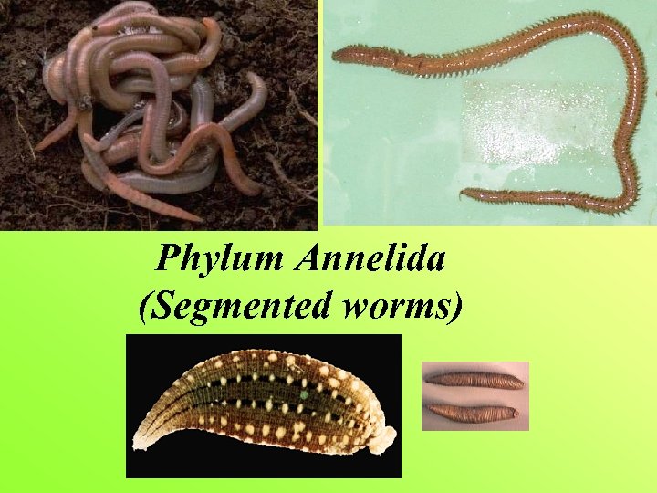 Phylum Annelida (Segmented worms) 