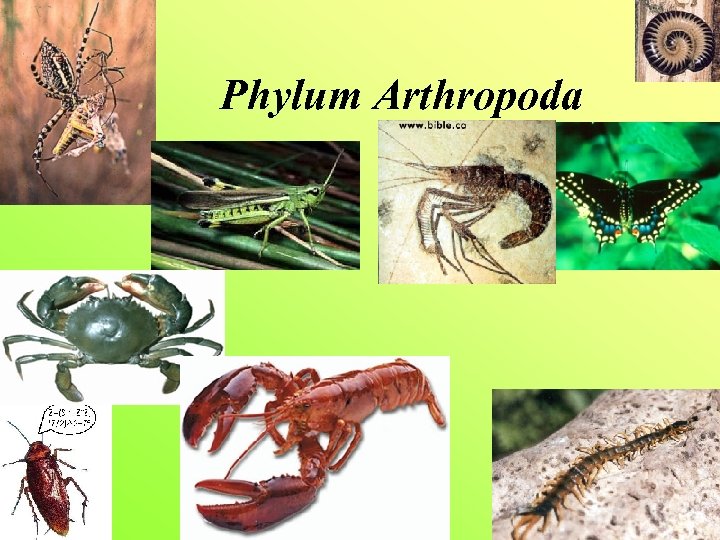 Phylum Arthropoda 