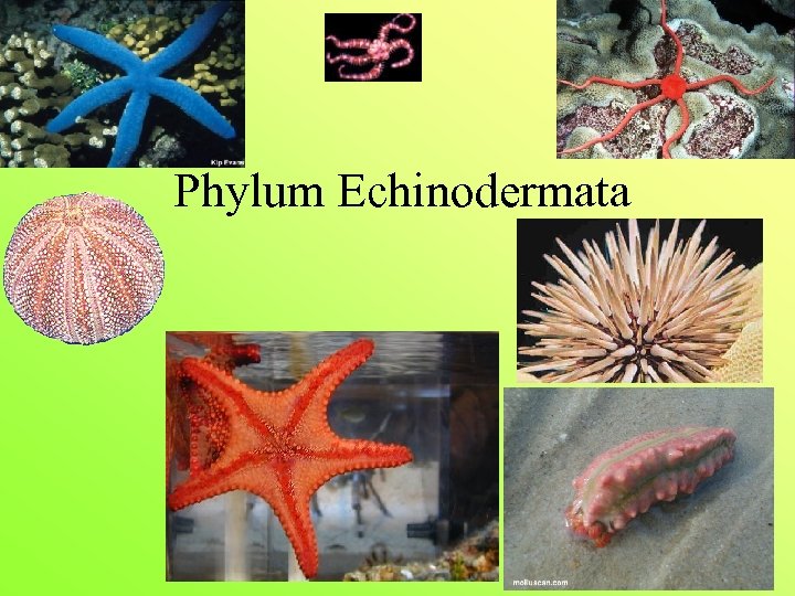 Phylum Echinodermata 
