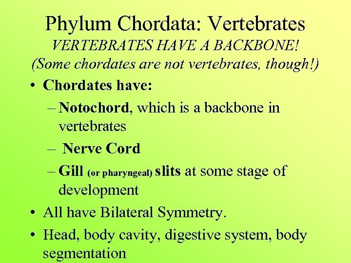 Phylum Chordata: Vertebrates VERTEBRATES HAVE A BACKBONE! (Some chordates are not vertebrates, though!) •