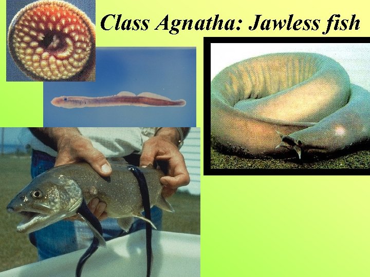 Class Agnatha: Jawless fish 
