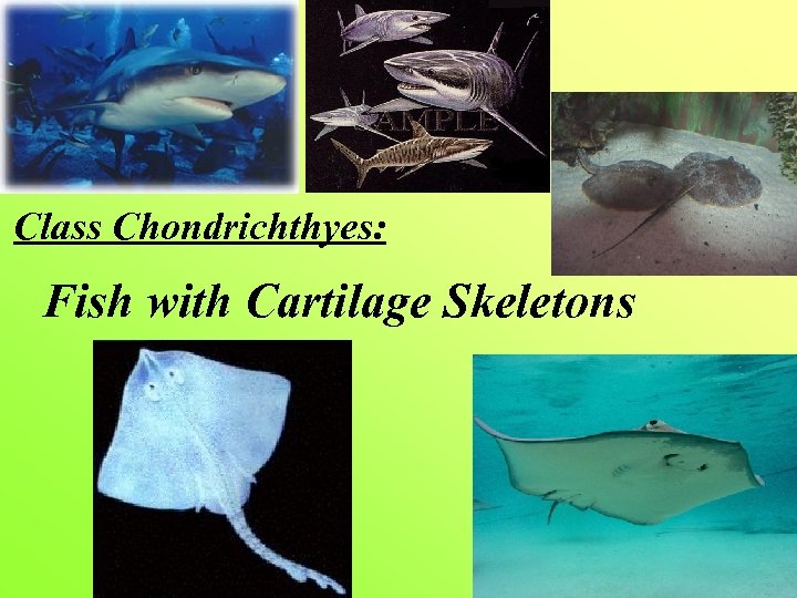 Class Chondrichthyes: Fish with Cartilage Skeletons 