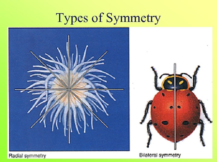 Types of Symmetry 