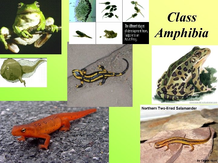 Class Amphibia 