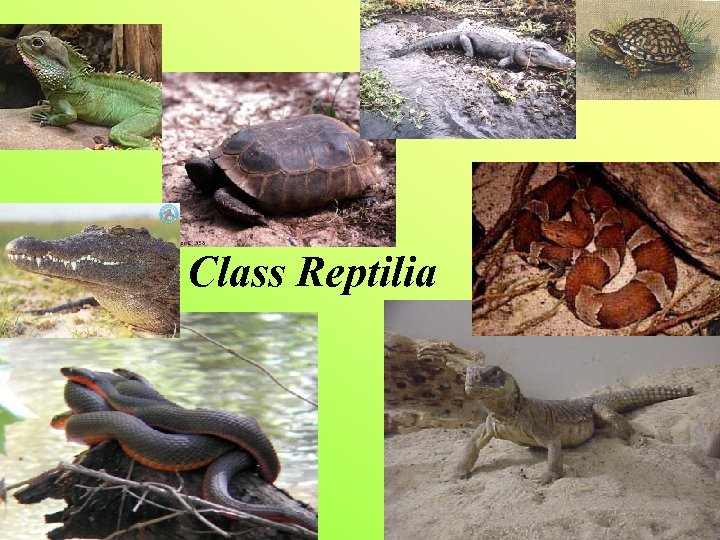Class Reptilia 