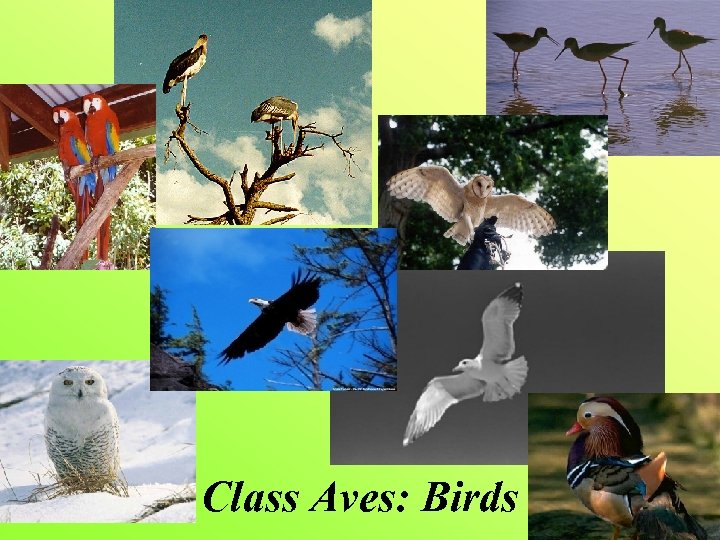 Class Aves: Birds 