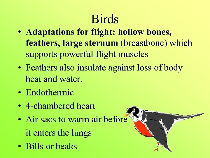 Birds • Adaptations for flight: hollow bones, feathers, large sternum (breastbone) which supports powerful