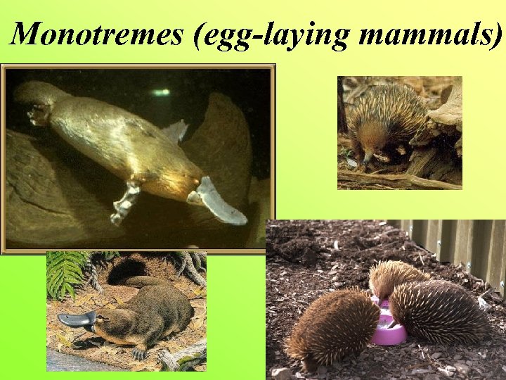 Monotremes (egg-laying mammals) 