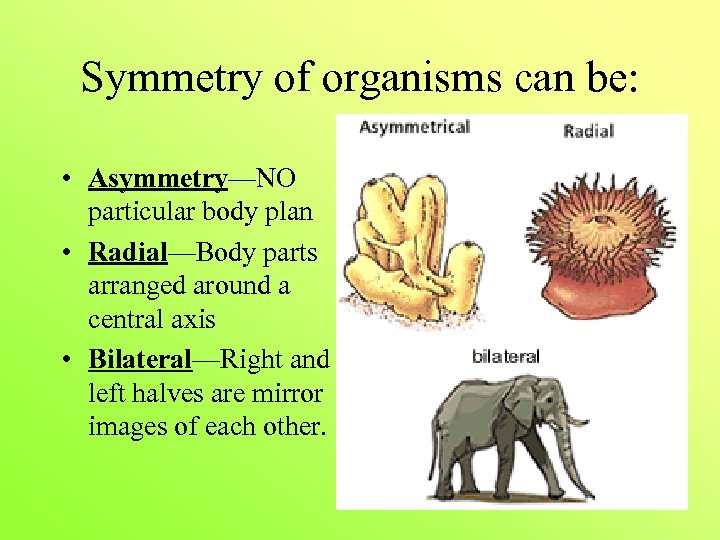 Symmetry of organisms can be: • Asymmetry—NO particular body plan • Radial—Body parts arranged