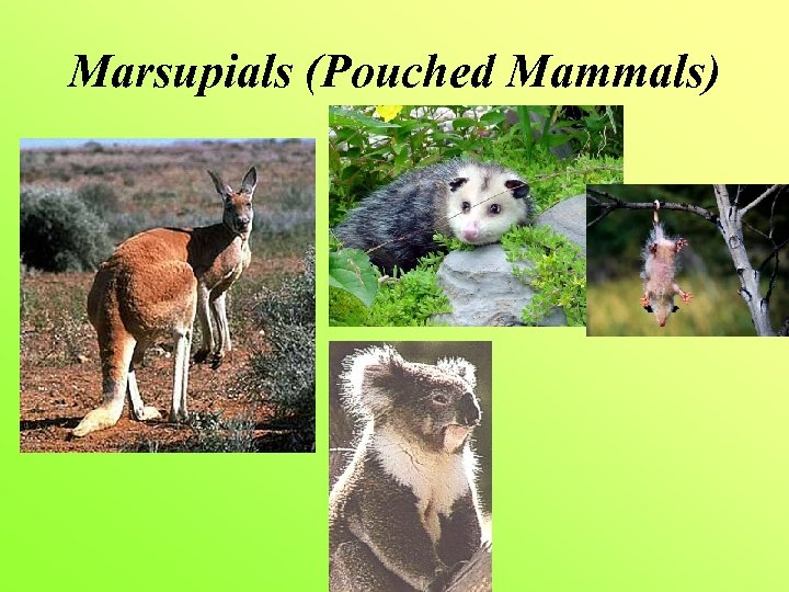 Marsupials (Pouched Mammals) 