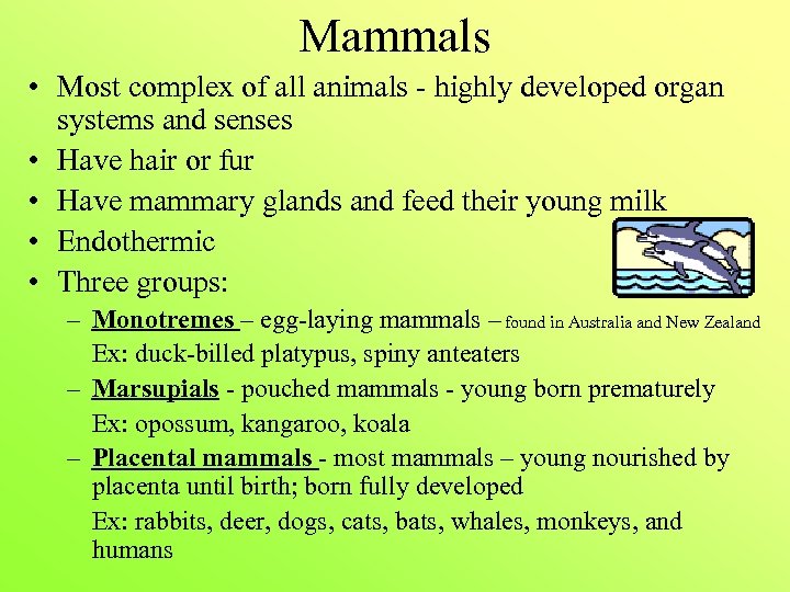 Mammals • Most complex of all animals - highly developed organ systems and senses