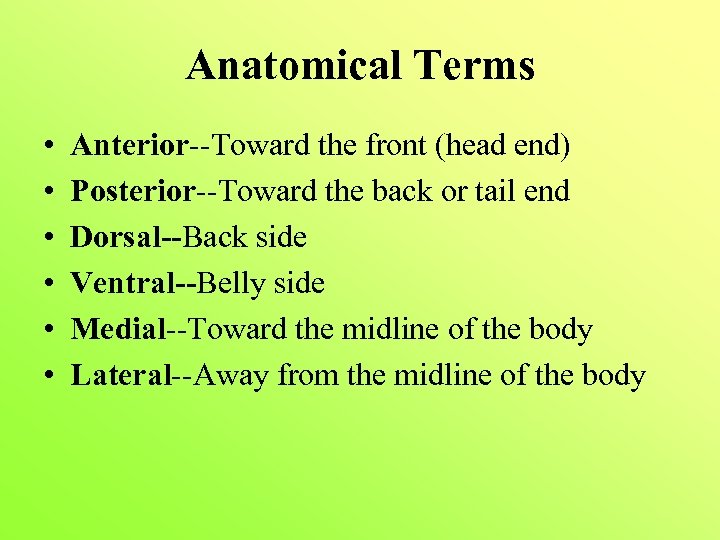 Anatomical Terms • • • Anterior--Toward the front (head end) Posterior--Toward the back or