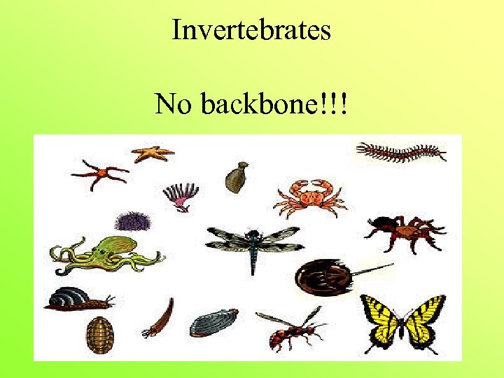 Invertebrates No backbone!!! 