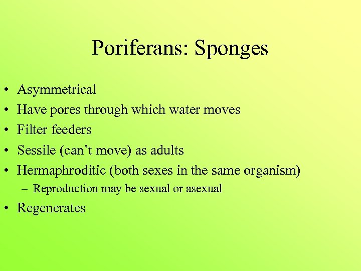 Poriferans: Sponges • • • Asymmetrical Have pores through which water moves Filter feeders