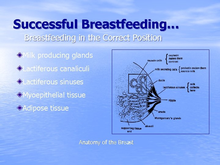 Successful Breastfeeding… Breastfeeding in the Correct Position Milk producing glands Lactiferous canaliculi Lactiferous sinuses