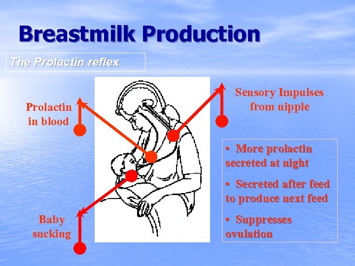 Breastmilk Production The Prolactin reflex Prolactin in blood Sensory Impulses from nipple • More