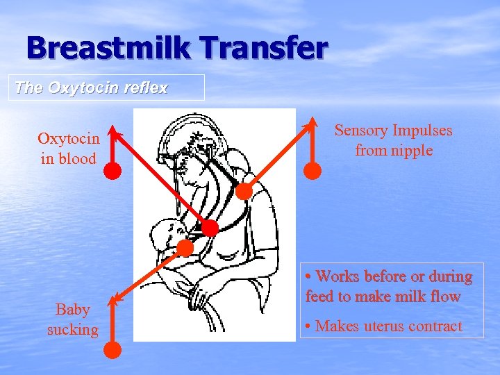 Breastmilk Transfer The Oxytocin reflex Oxytocin in blood Baby sucking Sensory Impulses from nipple