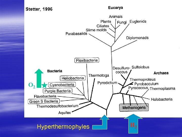 Stetter, 1996 O 2 Hyperthermophyles H 2 