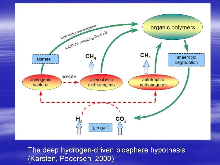 The deep hydrogen-driven biosphere hypothesis (Karsten, Pedersen, 2000) 