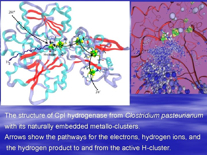 The structure of Cp. I hydrogenase from Clostridium pasteurianum with its naturally embedded metallo-clusters.