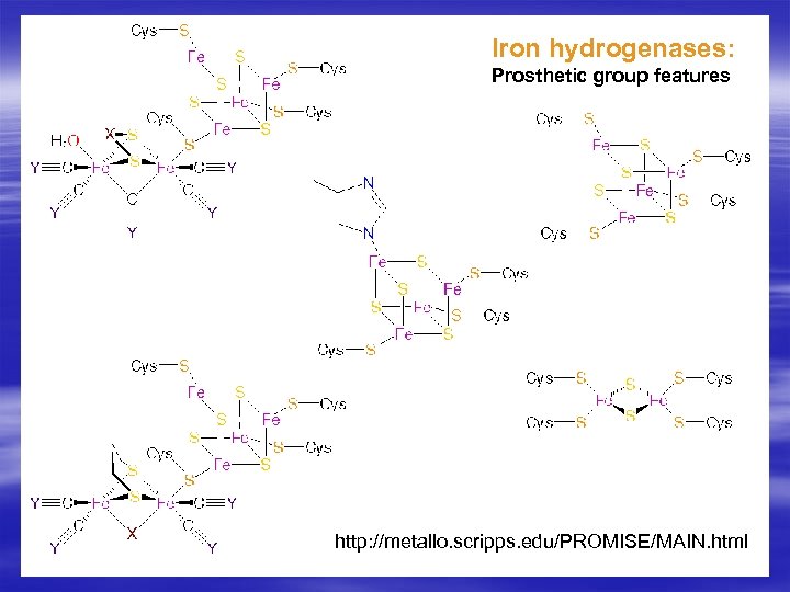 Iron hydrogenases: Prosthetic group features http: //metallo. scripps. edu/PROMISE/MAIN. html 