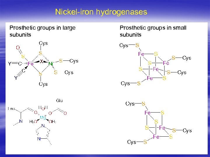 Nickel-iron hydrogenases Prosthetic groups in large subunits Prosthetic groups in small subunits 