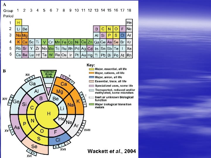 Wackett et al. , 2004 