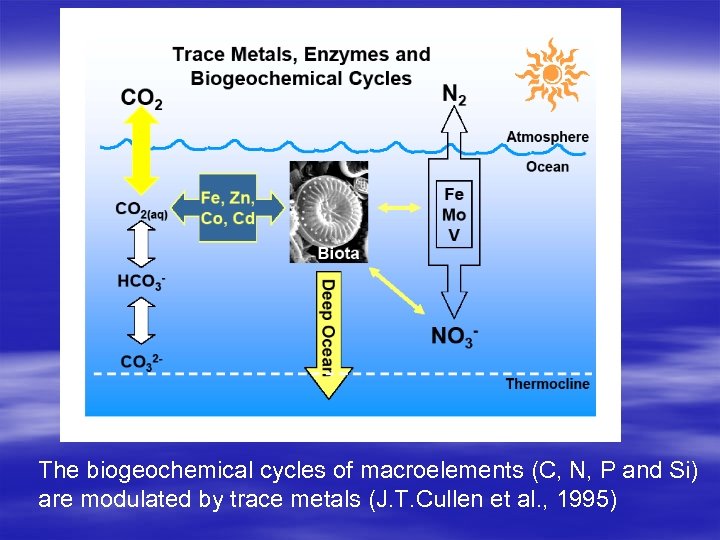 The biogeochemical cycles of macroelements (C, N, P and Si) are modulated by trace