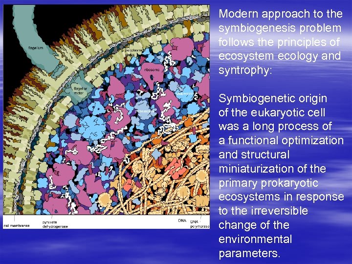 Modern approach to the symbiogenesis problem follows the principles of ecosystem ecology and syntrophy: