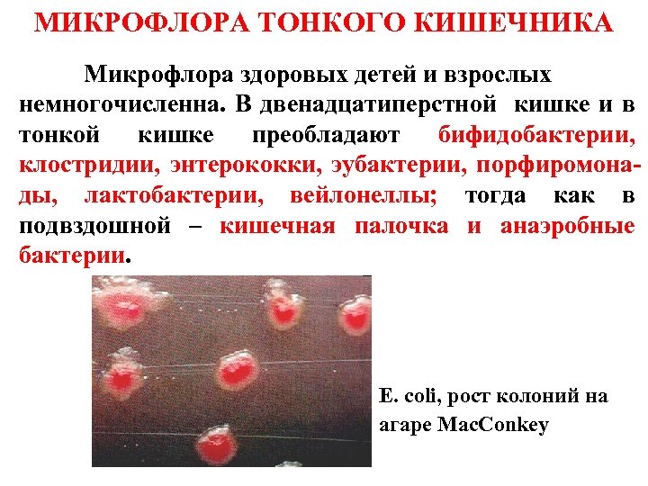 МИКРОФЛОРА ТОНКОГО КИШЕЧНИКА Микрофлора здоровых детей и взрослых немногочисленна. В двенадцатиперстной кишке и в