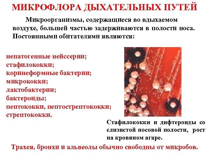 Презентация микрофлора организма человека