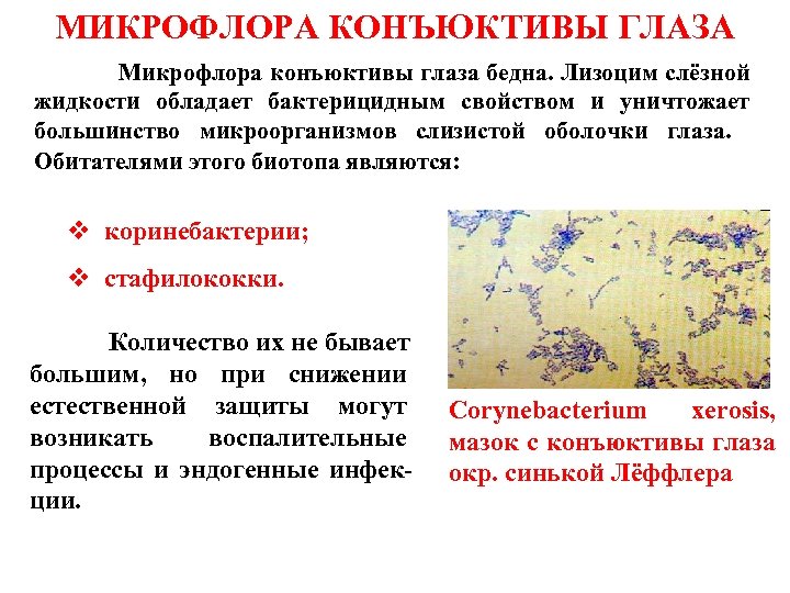 МИКРОФЛОРА КОНЪЮКТИВЫ ГЛАЗА Микрофлора конъюктивы глаза бедна. Лизоцим слёзной жидкости обладает бактерицидным свойством и