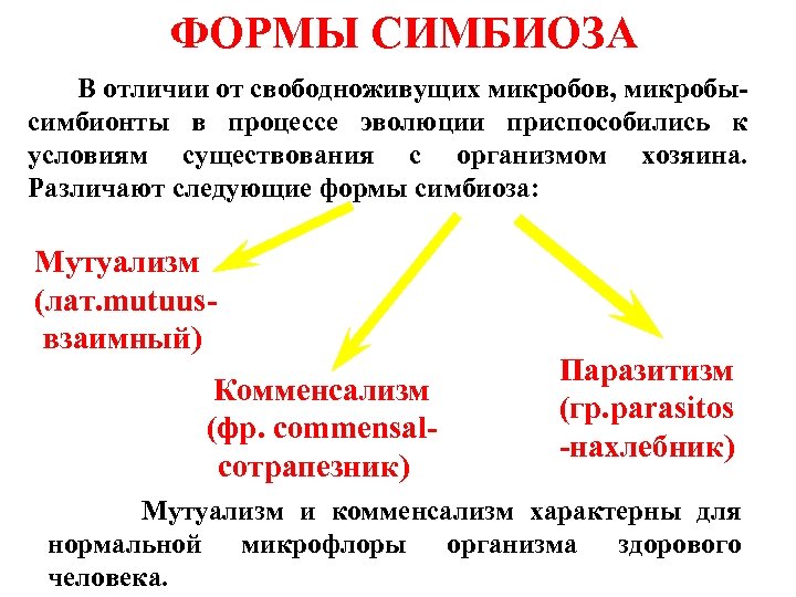 Презентация микрофлора организма человека