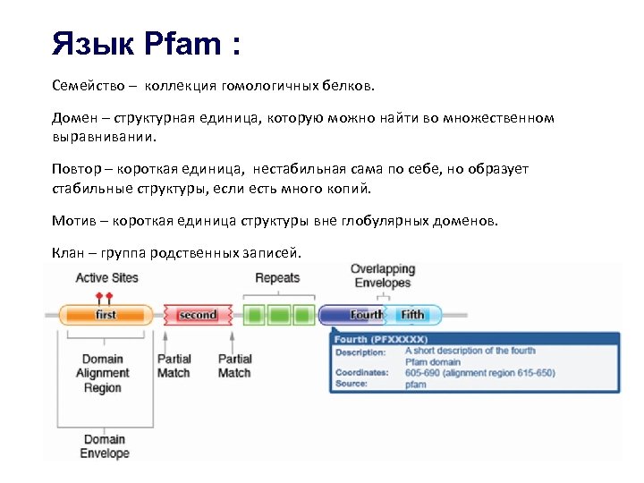 Язык Pfam : Семейство – коллекция гомологичных белков. Домен – структурная единица, которую можно