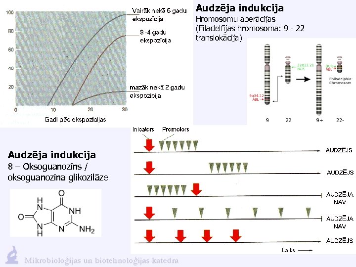 Audzēja indukcija Hromosomu aberācijas (Filadelfijas hromosoma: 9 - 22 translokācija) Audzēja indukcija 8 –